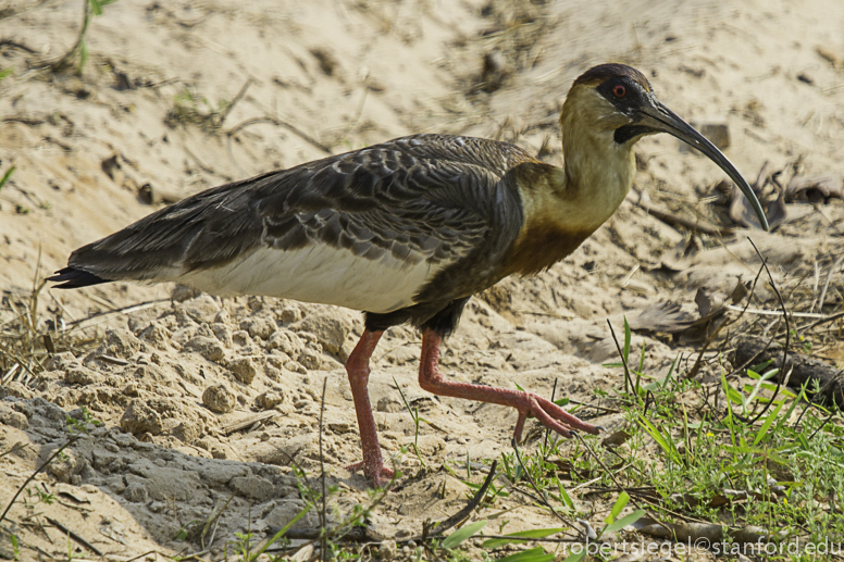 buff-necked ibis